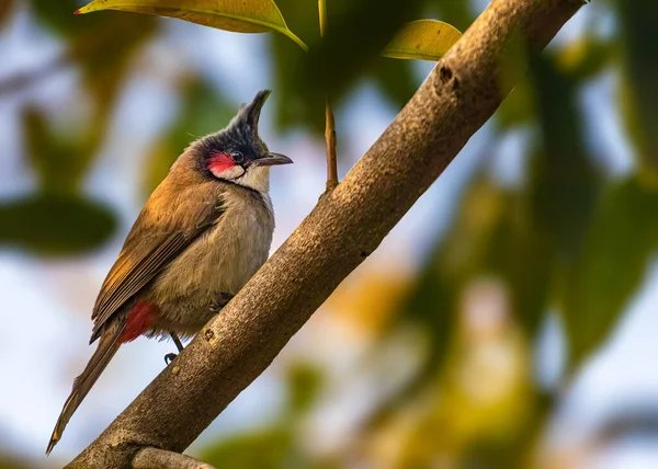 Red Whiskered Bulbul Tree Resting — Stock Photo, Image