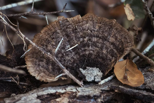 森の中で成長している野生の毒キノコのクローズアップショット — ストック写真