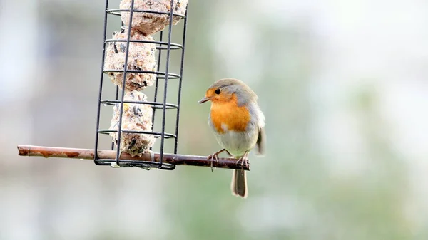 Eine Nahaufnahme Des Wilden Rotkehlchens Und Der Wildvogelfütterung Auf Dem — Stockfoto