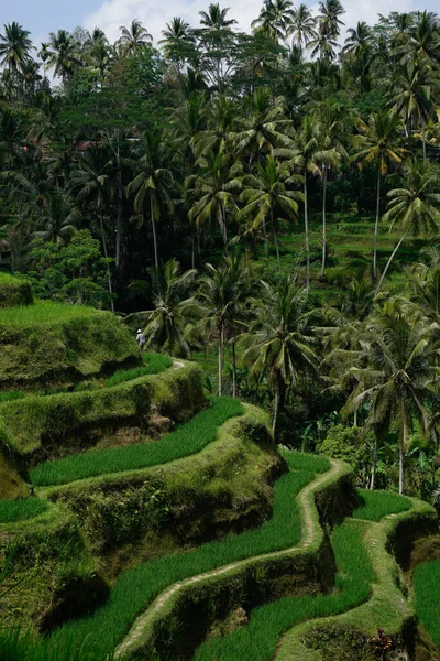 Tiro Vertical Terraços Arroz Bali Tagallalang — Fotografia de Stock