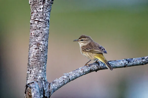 Természetes Kilátás Egy Chiffchaff Madár Egy Faágon — Stock Fotó