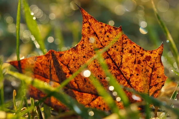 Primer Plano Los Detalles Arce Otoño Caído Hierba Con Fondo —  Fotos de Stock