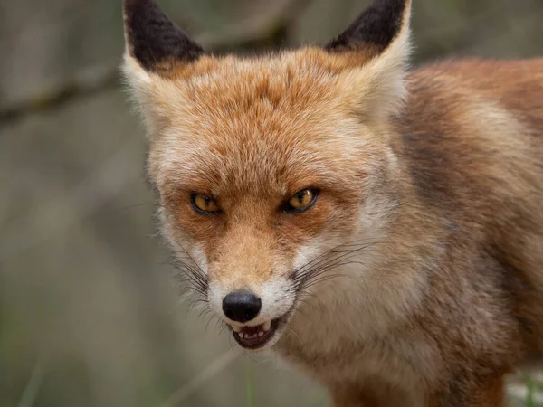 Портрет Розлюченої Червоної Лисиці Лісі — стокове фото