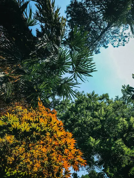 Вид Снизу Зеленые Экзотические Деревья Растущие Фоне Голубого Неба Солнечный — стоковое фото
