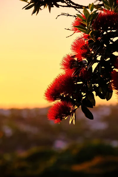 Closeup Pohutukawa Flowers Blooming Blurred Background Sunset View Garden Field — Stock Photo, Image