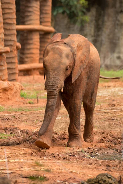 Красивый Снимок Африканского Слоненка Зоопарке Корат Таиланде — стоковое фото