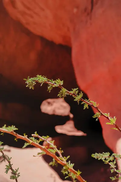 Fascynujący Widok Czerwonego Piaskowca Roślin Pierwszym Planie — Zdjęcie stockowe
