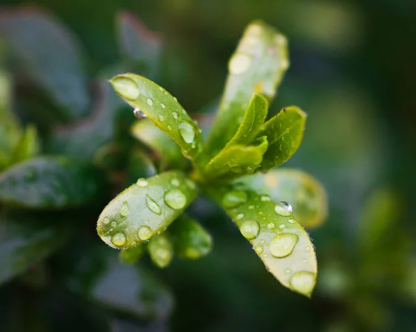 Nahaufnahme Einer Nassen Grünen Pflanze Auf Verschwommenem Hintergrund — Stockfoto
