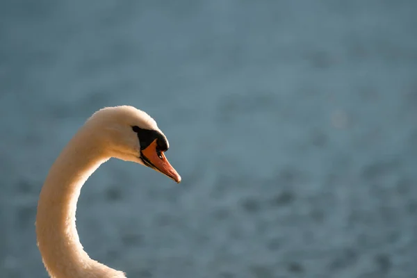 Bulanık Bir Arka Planda Izole Edilmiş Bir Kuğunun Yakın Plan — Stok fotoğraf