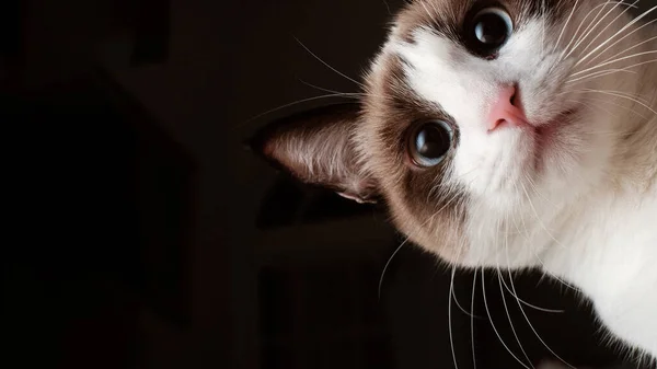 Een Close Shot Van Een Schattige Bruine Witte Kat Starend — Stockfoto