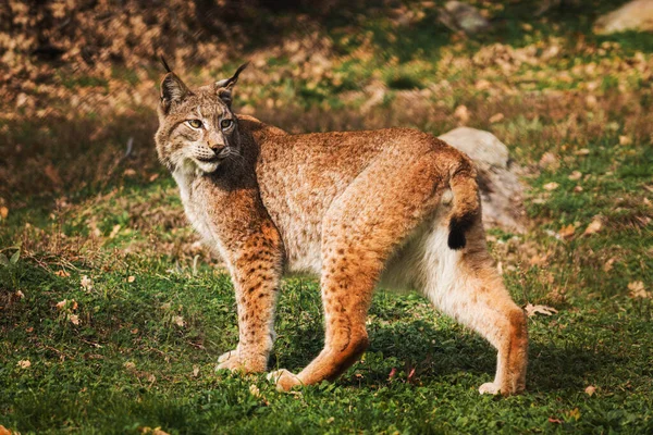 Een Prachtig Shot Van Een Euraziatische Lynx Lopend Het Gras — Stockfoto
