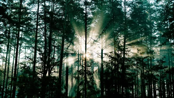 Vacker Skog Tidigt Morgonen Soluppgången Perfekt För Bakgrund — Stockfoto