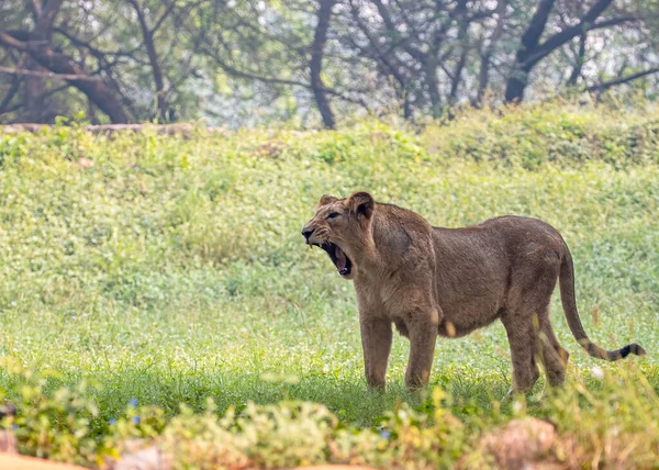 Lonely Lion Roaring Standing Field Daytime — Stock Photo, Image