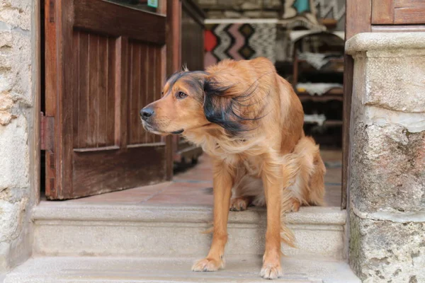 西西里埃里斯市 一只狗在屋门口的特写镜头 — 图库照片