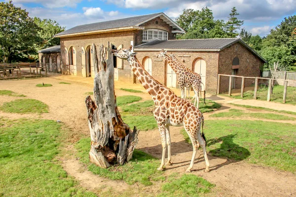 Closeup Shot Brown Giraffe Zoo London — Stock Photo, Image