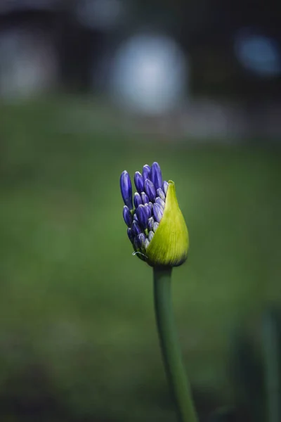 Enfoque Selectivo Hermosa Flor Agapanto Azul Jardín Sobre Fondo Borroso — Foto de Stock