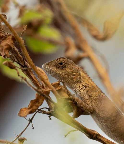 Tiro Close Vertical Lagarto Ramo — Fotografia de Stock