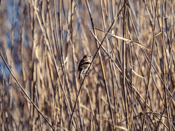 Primer Plano Una Pequeña Cisticola Cola Abanico Posada Sobre Hierba — Foto de Stock