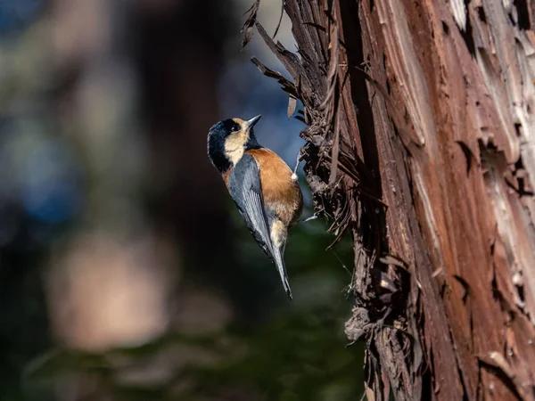 ภาพระยะใกล ของห วนมท หลากหลาย Sittiparus Varius บนต นไม ในป นใกล — ภาพถ่ายสต็อก