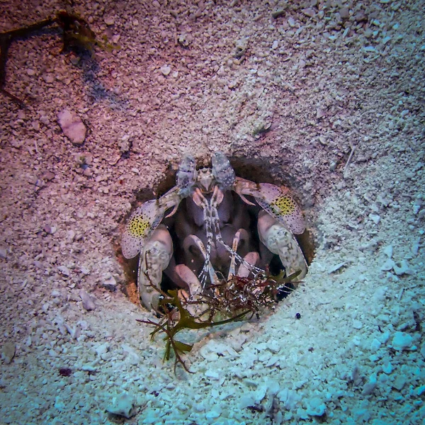 Macro Shot Wild Mantis Shrimp Hole Underwater — Stock Photo, Image