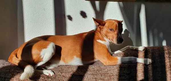 Şirin Tüylü Kahverengi Bir Köpeğin Kapalı Bir Yerde Uzanmış Üzerinde — Stok fotoğraf