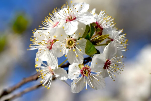 アプリコットの花のクローズアップショット — ストック写真