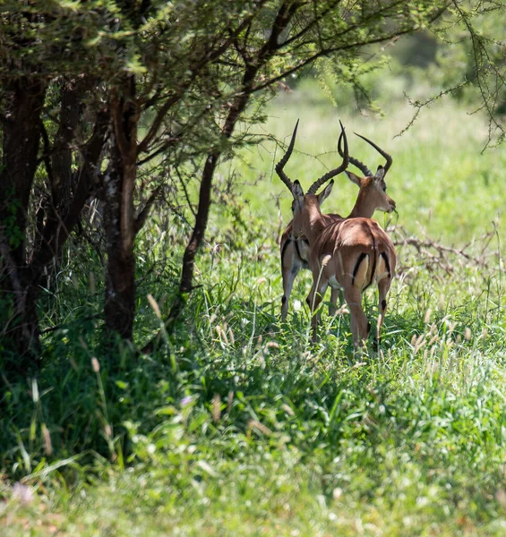 Primer Plano Los Impalas Campo —  Fotos de Stock