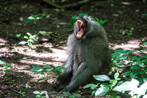 Closeup Shot Crested Baboon Widely Opened Mouth Screaming — Stock Photo, Image