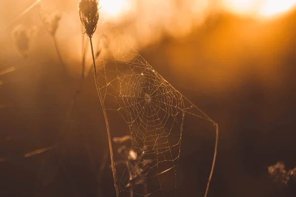 Close Uma Teia Aranha Plantas — Fotografia de Stock