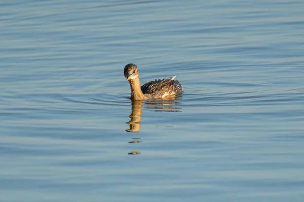 Ένα Επιλεκτικό Πλάνο Εστίασης Του Grebe Επιπλέει Στη Λίμνη — Φωτογραφία Αρχείου