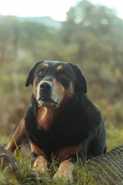 Sevimli Rottweiler Köpeğinin Dikey Yakın Çekimi — Stok fotoğraf