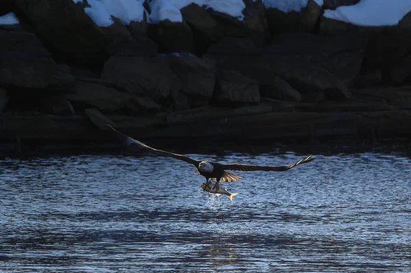 Águila Calva Con Peces Capturados Volando Sobre Río Támesis Norwich —  Fotos de Stock