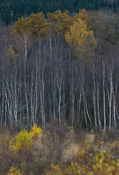 Μια Κάθετη Βολή Από Ψηλά Μισόγυμνα Δέντρα Ένα Δάσος — Φωτογραφία Αρχείου