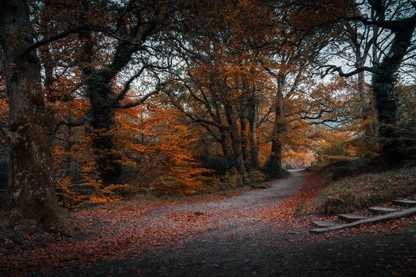 Malebný Záběr Stromů Listí Poli Během Podzimu — Stock fotografie