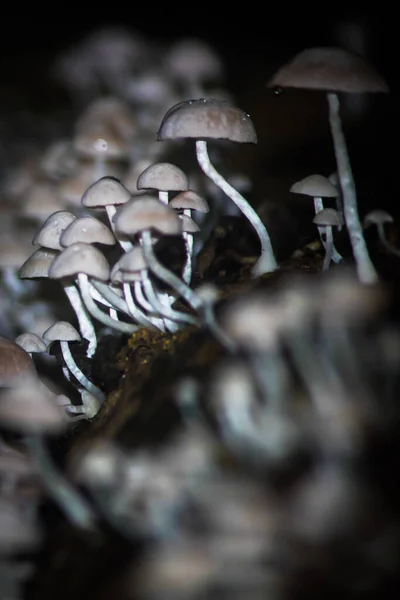 Close Cogumelos Crescimento Floresta — Fotografia de Stock