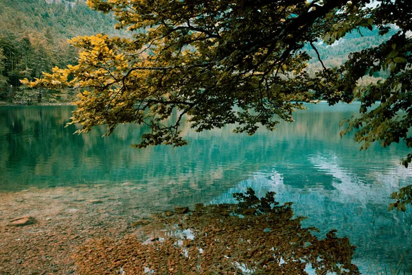 阳光明媚的森林里清澈的湖景 — 图库照片