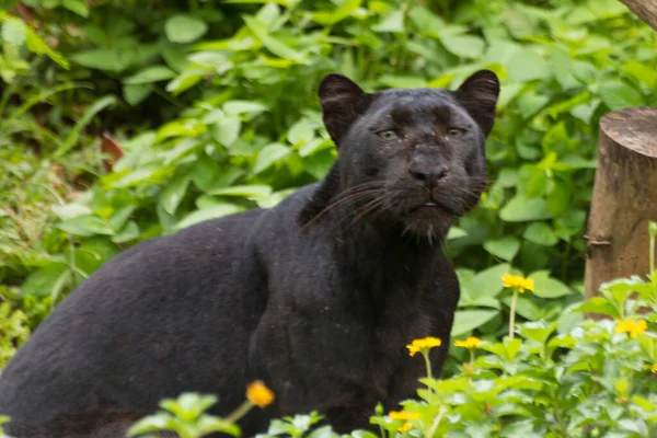 Ein Schwarzer Panther Die Melanistische Farbvariante Des Leoparden Korat Zoo — Stockfoto