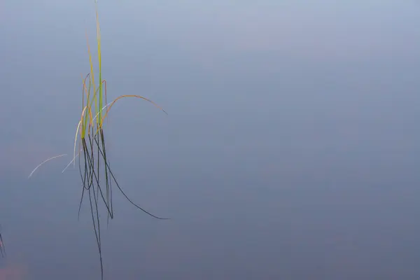 Closeup Water Reflecting Green Growing Reed — Stock Photo, Image