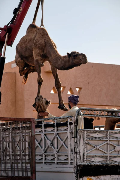 Transbordo Camellos Mercado Ain Abu Dhabi Emiratos Árabes Unidos — Foto de Stock