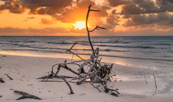 Kubai Karibi Naplemente Strandon Driftwood — Stock Fotó