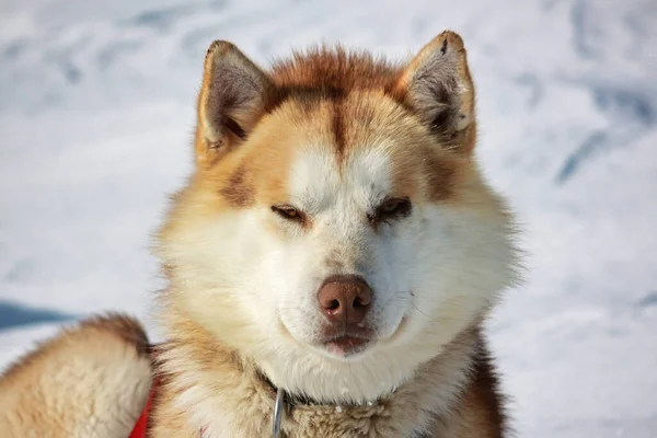 白い雪の背景に晴れた日にシベリアのハスキー犬の顔のクローズアップショット — ストック写真