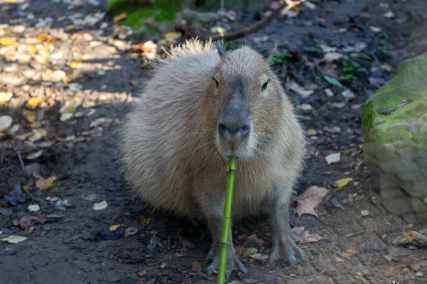 Närbild Större Capybara Tugga Växtstam Hydrochoerus Hydrochaeris Sacramento Zoo Kalifornien — Stockfoto