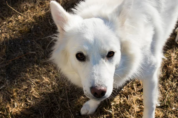 White Swiss Shepard White Dog Portrait Sunlight — Stockfoto