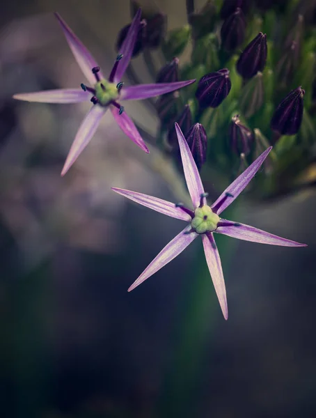 Delicada Estrella Persia Allium Cristophii Florece Jardín Residencial Oxfordshire — Foto de Stock