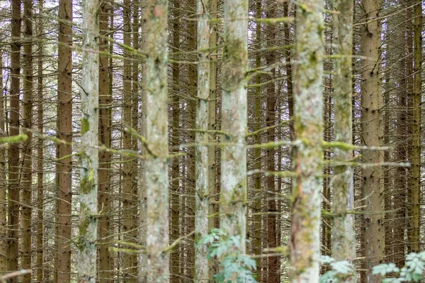 Uma Vista Árvore Decorre Uma Floresta Densa — Fotografia de Stock