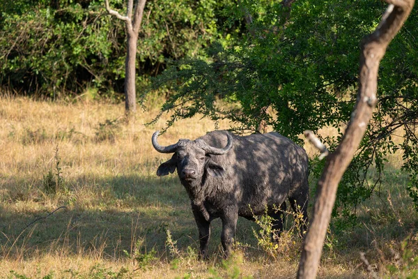 Una Vista Natural Búfalo Africano Descansando Bajo Árbol Parque Nacional —  Fotos de Stock