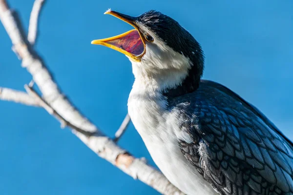 Liten Pied Skarv Står Ett Träd Gren Blå Klar Himmel — Stockfoto