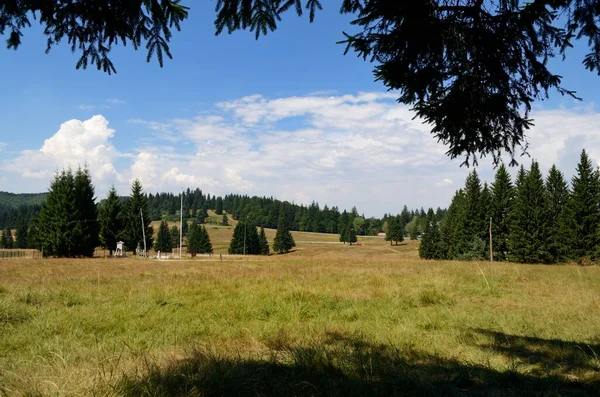 Een Landelijk Helder Groen Veld Met Bomen Nabij Bergen Onder — Stockfoto