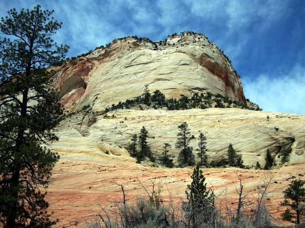 美国犹他州锡安国家公园的岩石群山映衬下的绿松林风景 — 图库照片