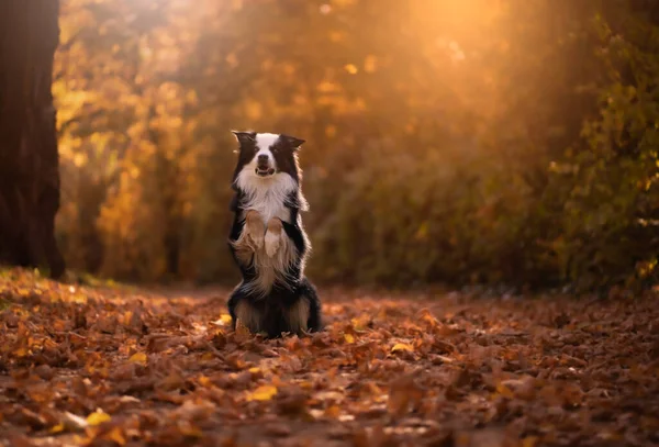 Cane Adorabile Una Foresta — Foto Stock